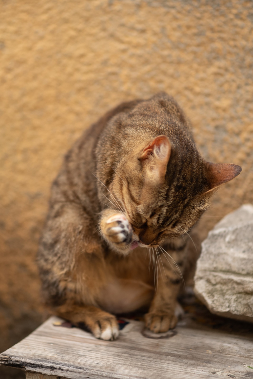 카마이오레의 고양이 (Leica M10, f/1.4, 1/1500초, ISO 200, 화면의 약 1/3만 잘라낸 큰 크롭)