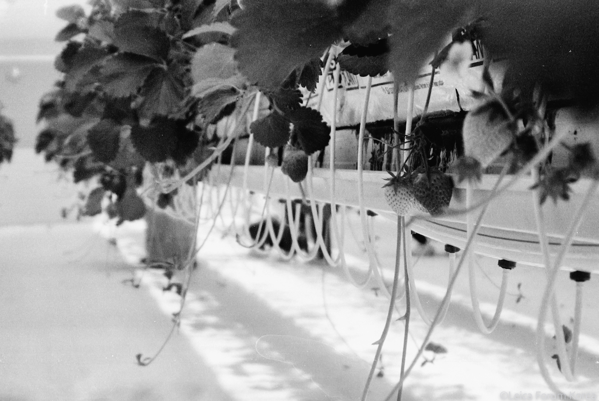 Leica-AFC1-foma400-1-29.jpg