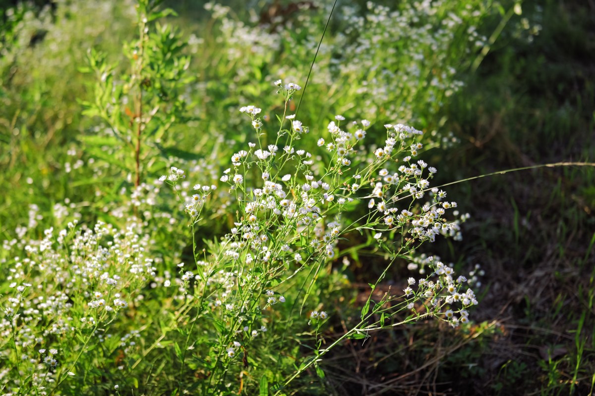 L1004474.jpg