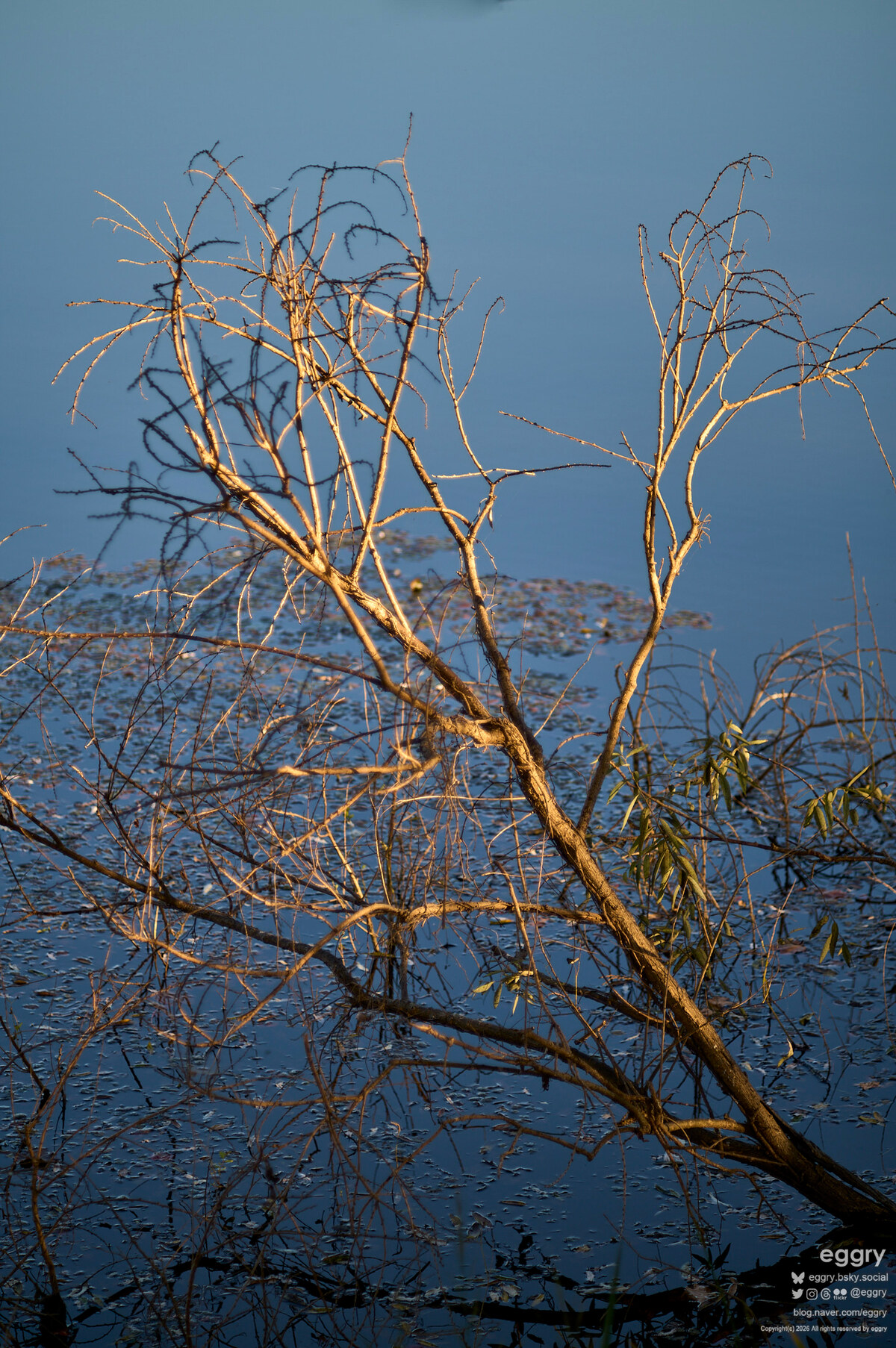 20261008-16-58-45-LEICA M11-MS-Optics Flourit Apochromat Full March-C APORIS 2.4-135-L1001296.jpg