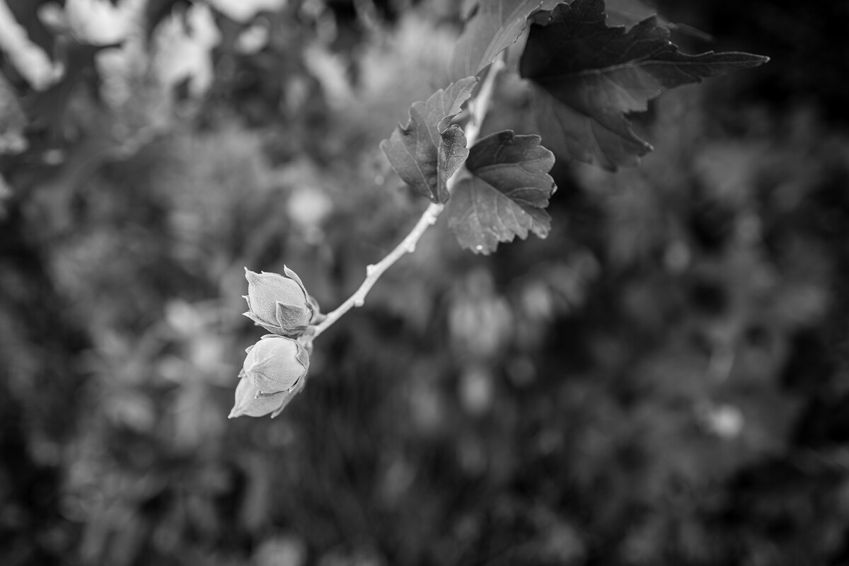 L1017720.jpg